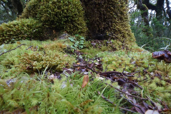 Incrível Seleção Pequenas Plantas Musgos Micro Paisagem Chão Floresta Tropical — Fotografia de Stock