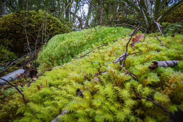 Incrível Seleção Pequenas Plantas Musgos Micro Paisagem Chão Floresta Tropical — Fotografia de Stock