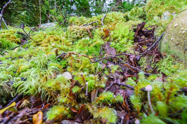 Amazing Selection Small Plants Mosses Micro Landscape Southern Alps Rainforest — Stock Fotó