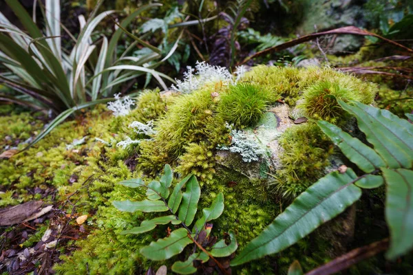 Amazing Selection Small Plants Ferns Mosses Micro Landscape Southern Alps — Stock Fotó