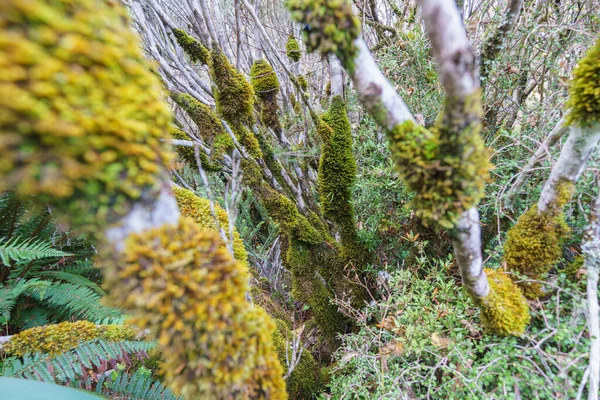 Vegetación Selva Tropical Árboles Cargados Musgo Largo Paseos Por Los —  Fotos de Stock