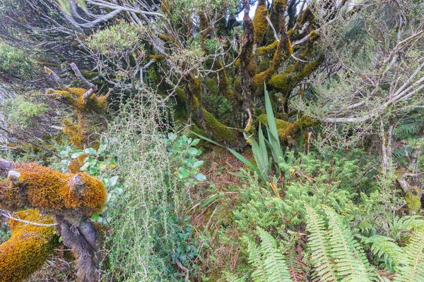 Vegetación Selva Tropical Árboles Cargados Musgo Largo Paseos Por Los —  Fotos de Stock