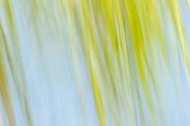 Soyut doğa empresyonist sulak arazi bitki örtüsü.