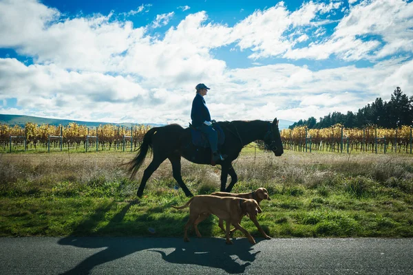 Canterbury New Zealand May 2022 Silhouette Horse Rider Two Dogs — Foto de Stock