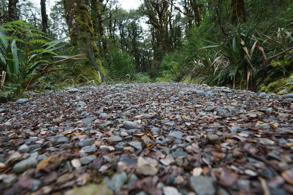 Stone Shingle Path Luxuriant New Zealand Rainforest South Island — Stock Photo, Image