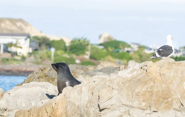 Pelage Humide Vrai Chiot Sur Rocher Kaikoura — Photo