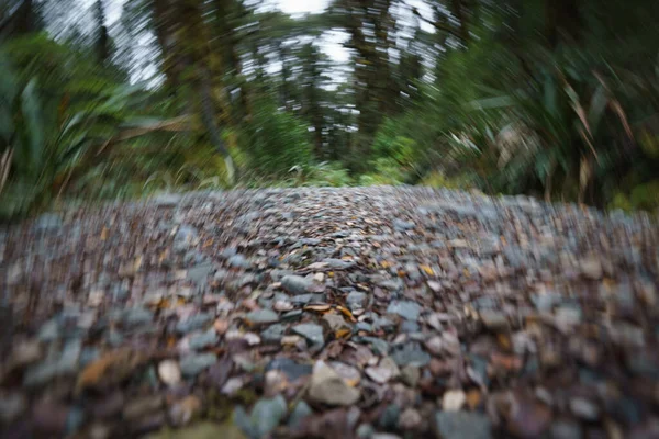 Swirling Circular Motion New Zealand Bush Walking Track Giving Effect — Stockfoto