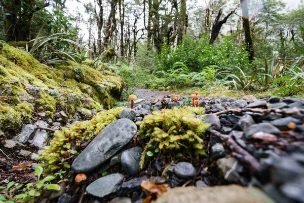 Amazing selection small plants,small brown fungi and mosses in Micro-landscape on Southern Alps rainforest floor, Bealey bush walk.