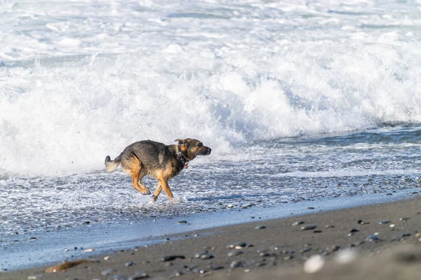 Коричневая Черная Мокрая Собака Бежит Краю Воды Волной Качающейся Позади — стоковое фото