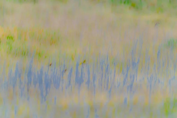 Blue Flowers Field Impressionism Using Intentional Camera Movement — Stockfoto