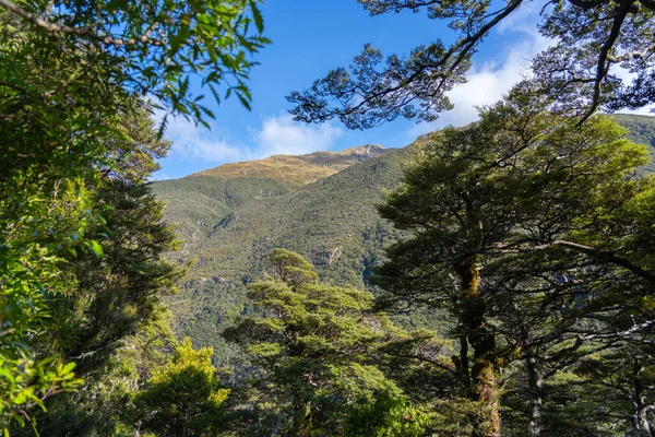 Natural Background Green Mountains Frame Natural Bush Trees Southern Alps — Stockfoto