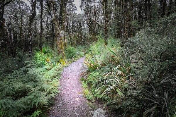 Path through Bealey bush walk past amazing selection small plants and mosses in Micro-landscape on Southern Alps rainforest floor, Bealey bush walk