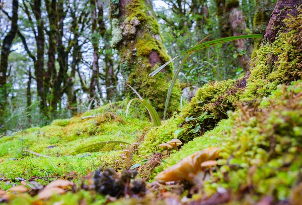 Increíble Selección Plantas Pequeñas Musgos Micro Paisaje Suelo Selva Tropical —  Fotos de Stock