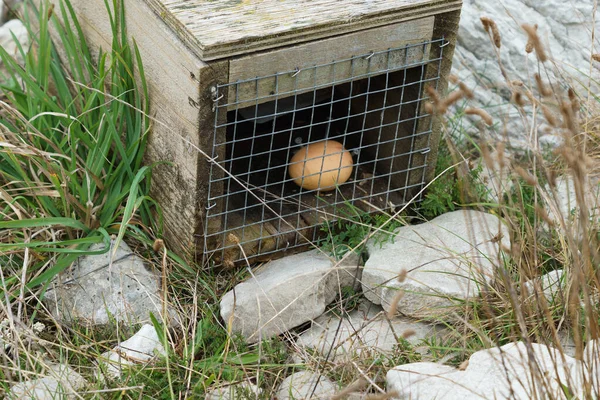 Pest Trap Egg Attract Unwanted Environmental Pests New Zealand — Stock Fotó