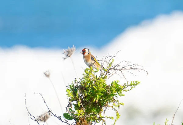 Beautiful European Goldfinch Bush — Fotografia de Stock