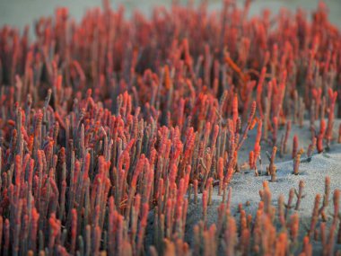 Nelson estuarine, Yeni Zelanda 'da kırmızı cam serçesi lüks bir şekilde büyüyor..