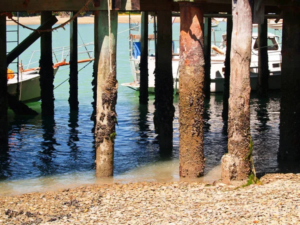 Image Old Pier Piles Encrusted Seal Life Nelson New Zealand — Stockfoto
