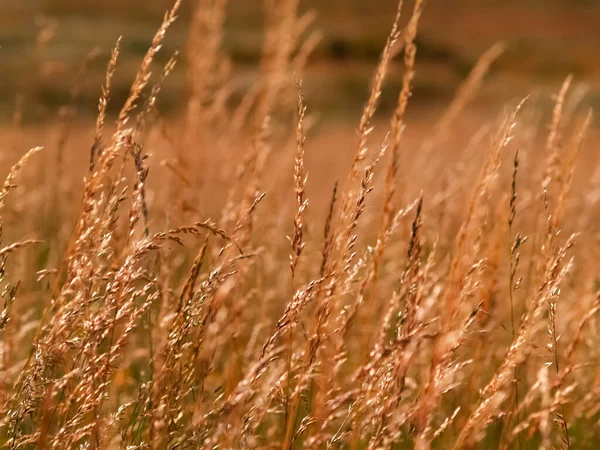 Summer Colours Field Golden Grass Seed Heads Nature Background — Stockfoto