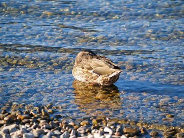 Duck Floating Shallow Clear Water Lake Edge Head Tucked Feathers — Stockfoto