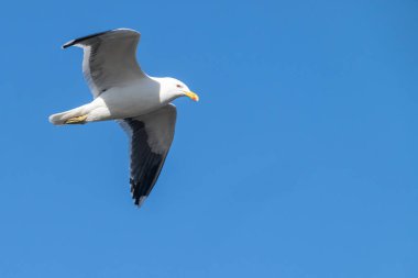 Blackback gull in flight overhead, wings extended against blue sky.