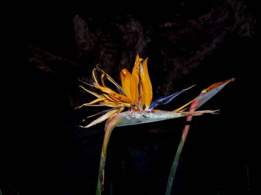 Imperfect bird of paradise flower bright orange and blue against black background