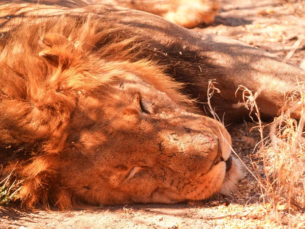 Closeup head of lion with small scar on nose sleeping with head on ground.