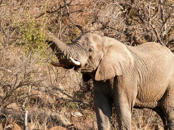 African Elephant Feeding Blending Its Surrounds Bush — Photo