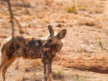 Vahşi Afrika köpek portresi bozkırda yapayalnız.