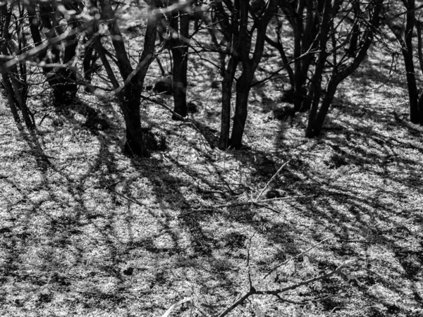 Acacia Tree Sticks Shadows Create Shady Background Pattern Ground — Stock Photo, Image