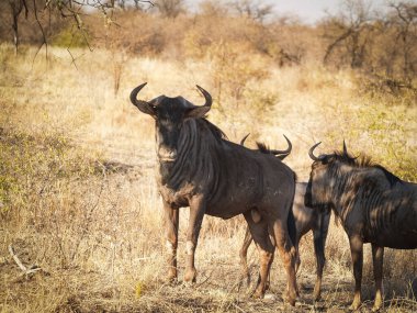 Wildebeest family with male standing protectively with head and horns.