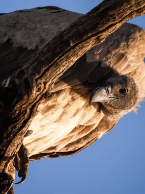 African white backed vulture high in tree against blue sky.