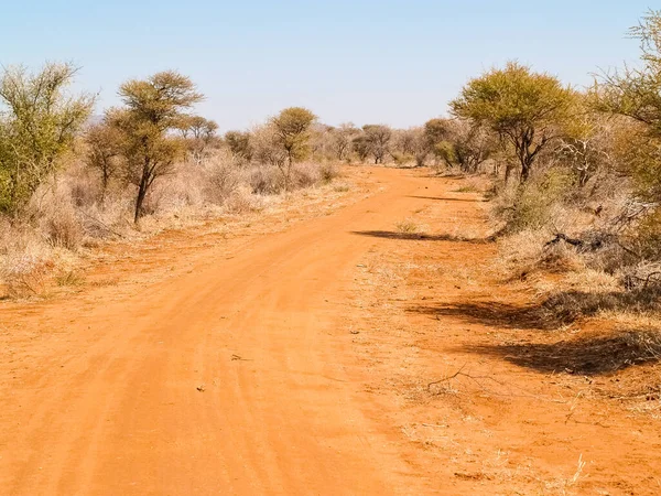 the road ahead through South African bush over gravel road under blue sky.