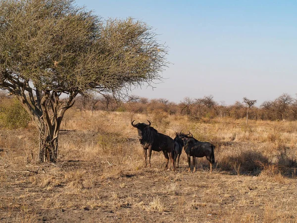 Wildebeest Οικογένεια Αρσενικό Στέκεται Προστατευτικά Κεφάλι Και Κέρατα — Φωτογραφία Αρχείου