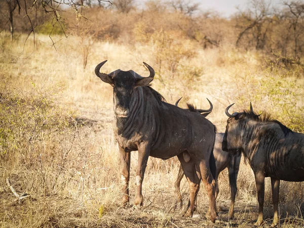 Wildebeest Family Male Standing Protectively Head Horns — Stock fotografie