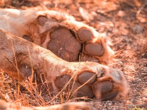 Lion Paws Focus Front Foot Pads Claws — стоковое фото