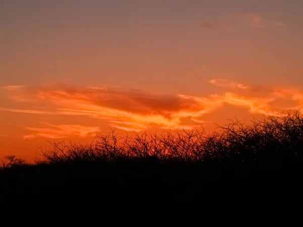 Intense Typical African Red Sunset Sky Silhouette Thorny Acacia Bush — Stockfoto