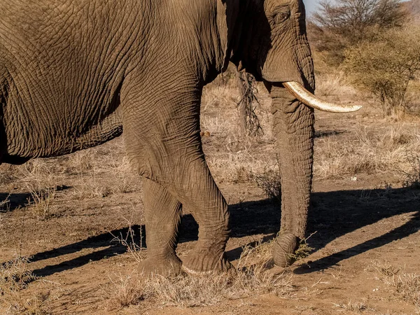 Closeup Wrinkly Skin Large Elephant Tusks Trudging Landscape Madikwe Reserve — Photo