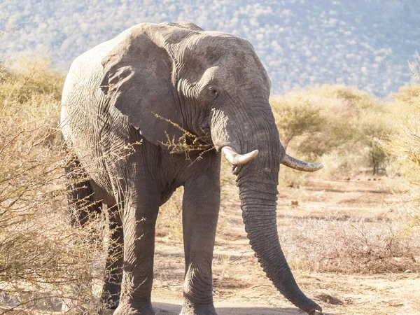 Large Elephant Tusks Trudging Landscape Madikwe Reserve South Africa — Photo