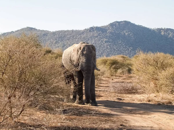 Large Elephant Tusks Trudging Landscape Madikwe Reserve South Africa — Photo
