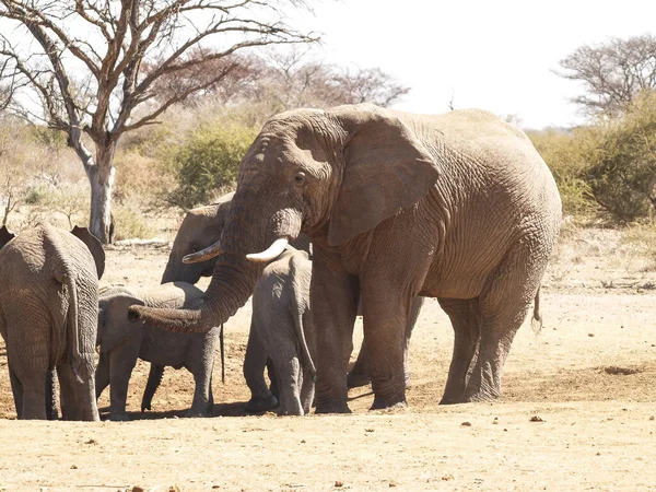 Elephant family arrive to find water in shallow waterhole in South Africa