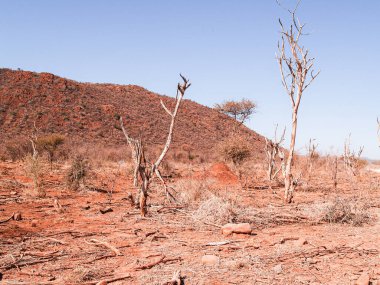 Red soil landscape with dead trees under blue sky in South Africa