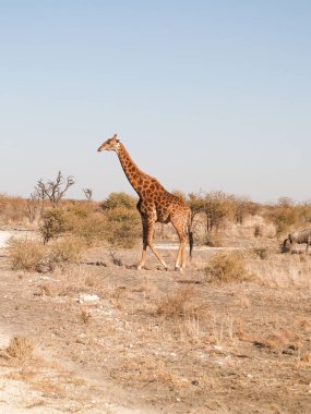 Tall giraffe in Madikwe Reserve South Africa