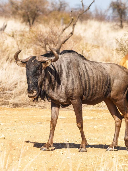 Wildebeest Standing Looking Camera Vertical Composition Portrait —  Fotos de Stock