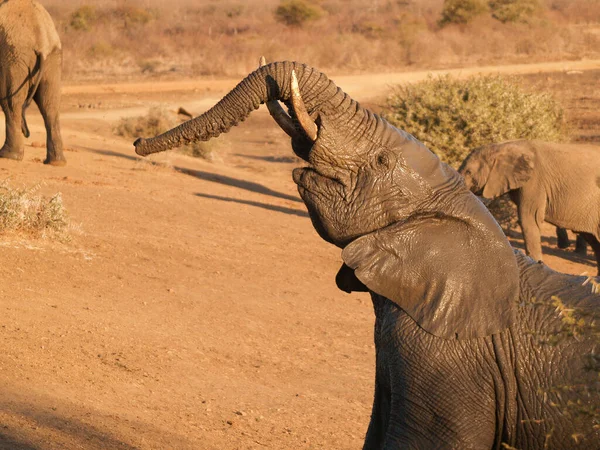 Wet Muddy Elephant Head Trunk Raised Waterhole — Stock Photo, Image