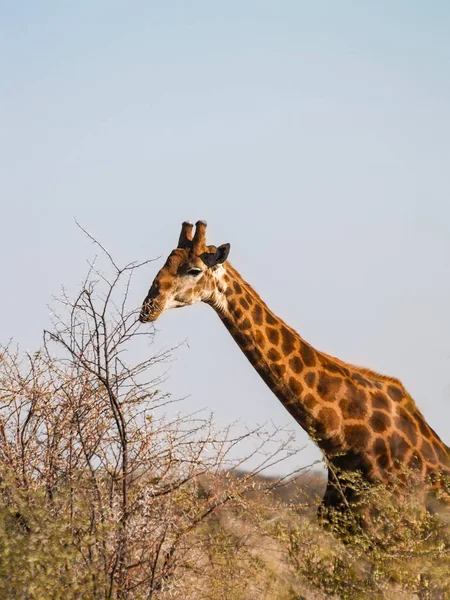 Tall Giraffe Standing Tall Acacia Trees Madikwe Reserve South Africa —  Fotos de Stock