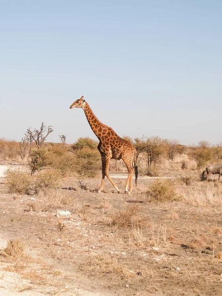 Tall Giraffe Madikwe Reserve South Africa — Foto Stock