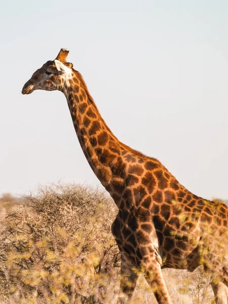 Tall Giraffe Madikwe Reserve South Africa —  Fotos de Stock