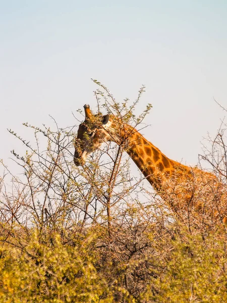 Tall Giraffe Feeding Spiky Acacia Trees Madikwe Reserve South Africa — Foto Stock