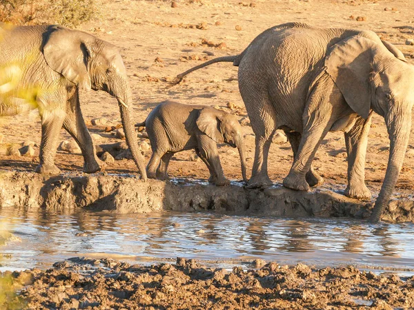 Elephant family enjoying the water and mud at waterhole at Madikwe Reserve South Africa.
