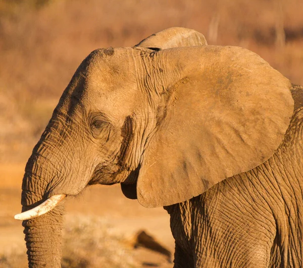 Suns Glow Elephant Enjoying Water Mud Waterhole Madikwe Reserve South — Photo